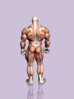 Bodybuilder Back Rückansicht