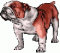 Avatar von Bulldog
