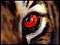 Avatar von Digifrag
